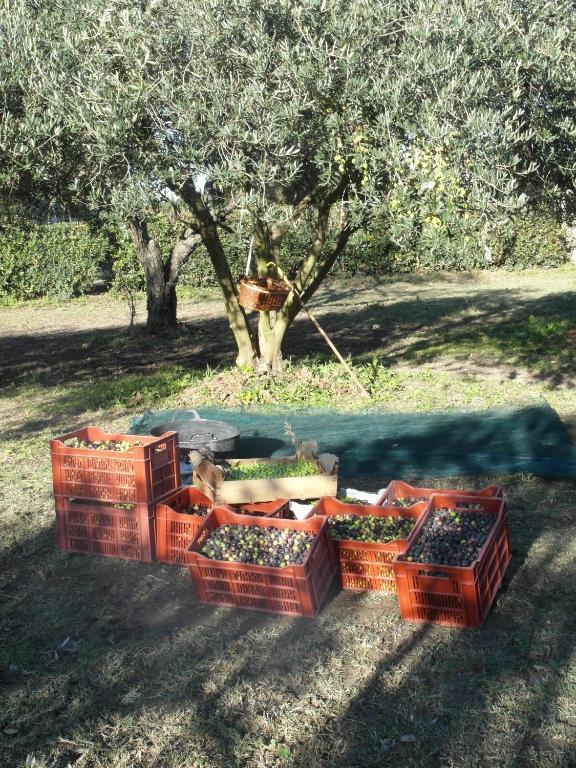 Mas Moineau Bed & Breakfast Mézoargues Dış mekan fotoğraf